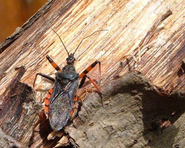 Rhynocoris e Sphedanolestes italiani (Het., Reduviidae)